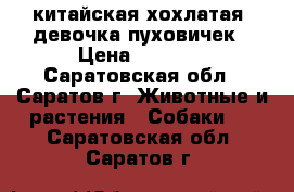 китайская хохлатая  девочка пуховичек › Цена ­ 5 000 - Саратовская обл., Саратов г. Животные и растения » Собаки   . Саратовская обл.,Саратов г.